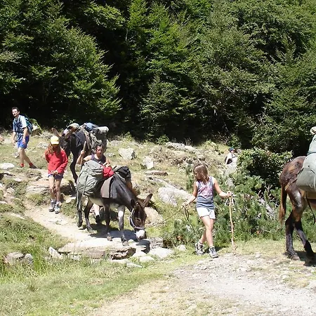 Les Feiches Et Marguerites