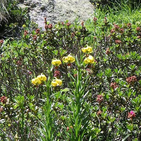 Holiday home Les Feiches Et Marguerites