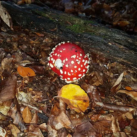 Holiday home Les Feiches Et Marguerites *