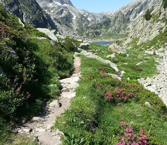 Les Feiches Et Marguerites * Ignaux