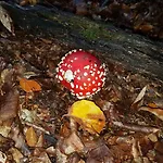 Nyaraló Les Feiches Et Marguerites *