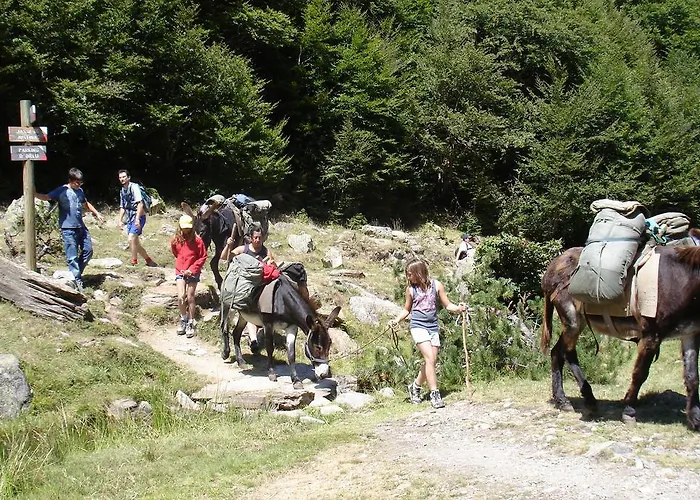 Les Feiches Et Marguerites