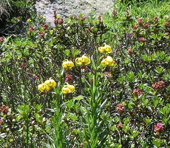 펜션 Les Feiches Et Marguerites