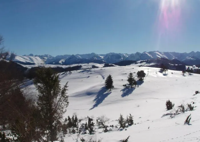 Les Feiches Et Marguerites Ignaux