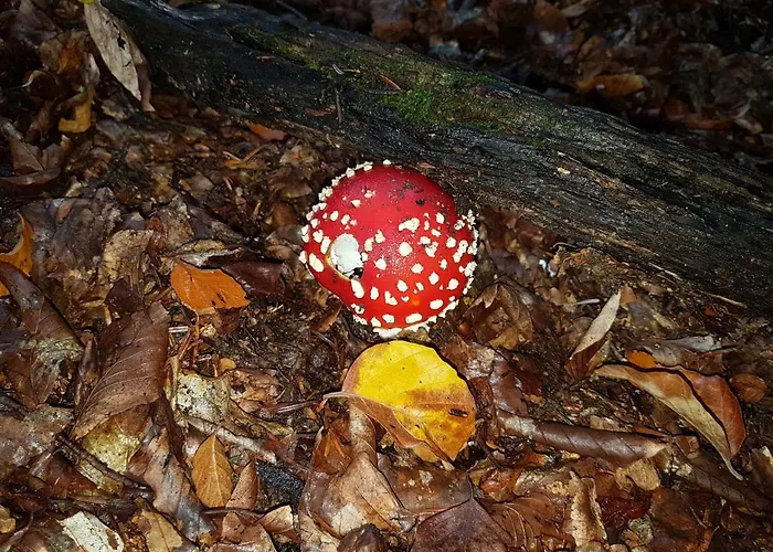 Ferienhaus Les Feiches Et Marguerites *