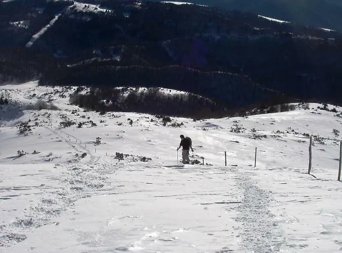 Les Feiches Et Marguerites * Ignaux